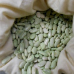 Verdina Beans