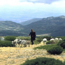Producer Spotlight: Queijos Tavares (Ovelha Amanteigado, Alva)