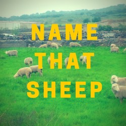 Name that sheep!