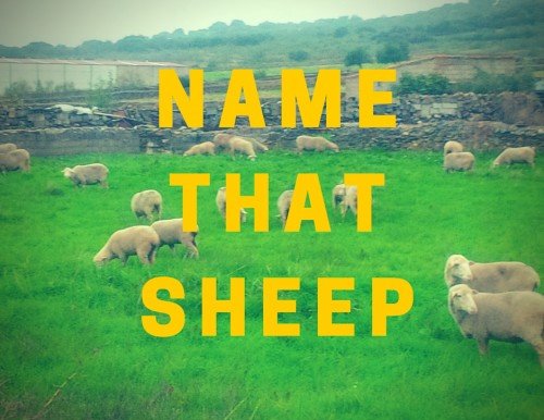 NAMETHATSHEEP-2-500x419