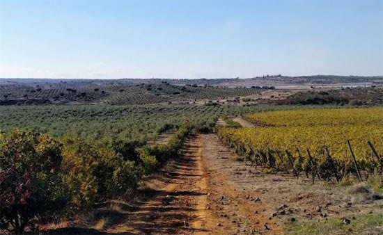 Vineyards in Portugal.