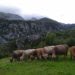 Picón Bejes-Tresviso DOP - 3