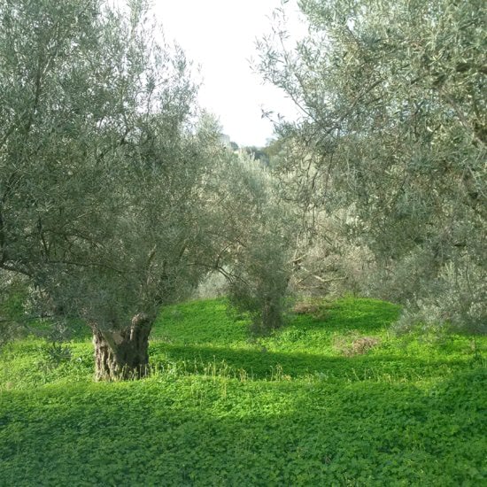 Lametia DOP Organic Extra Virgin Olive Oil - 3