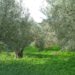 Lametia DOP Organic Extra Virgin Olive Oil - 3