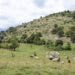 Reginella d’Abruzzo - 3