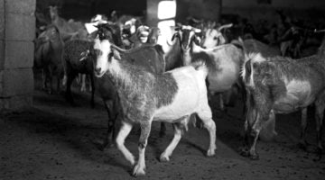 Majorero Goats
