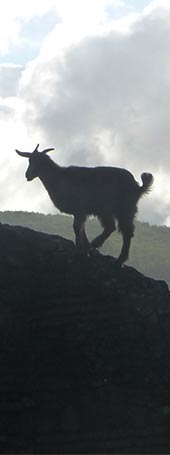 Goat in the hill.