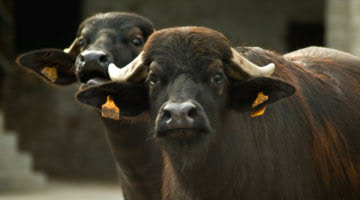 buffalo-milk