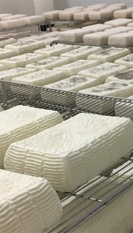 Cheese in aging room.