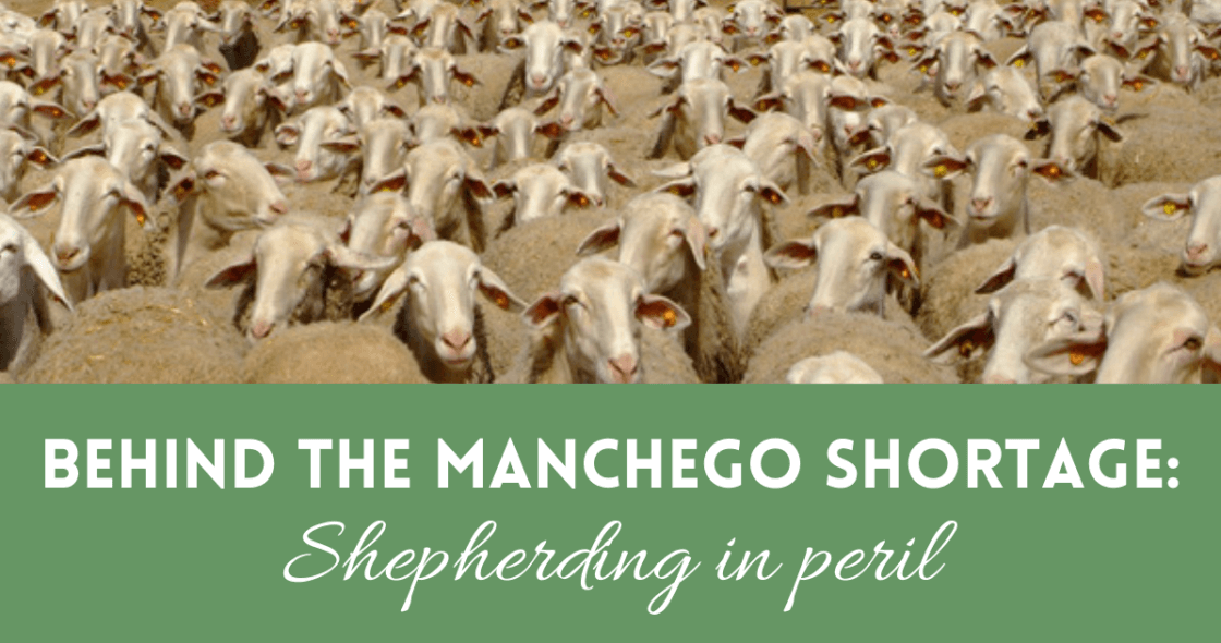 BEHIND THE MANCHEGO SHORTAGE Shepherding in peril