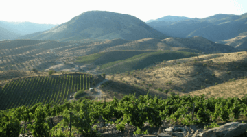 View of Tras-os-Montes Portugal with vineyards and olive oil groves