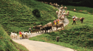 Cows and goats being led down from the mountain pastures