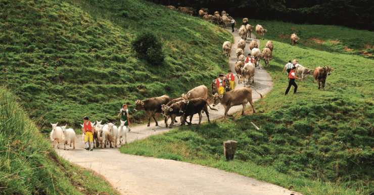 Cows and goats being led down from the mountain pastures