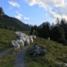 Ziegenkäse 2024 – Alp Rainhütten - 1