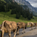 Alpkäse 2023 – Alp Urnerboden - 2