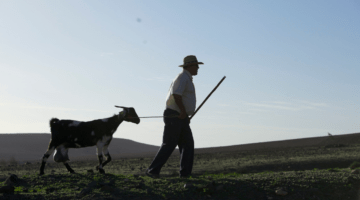 Shepherd leading goat on a rope