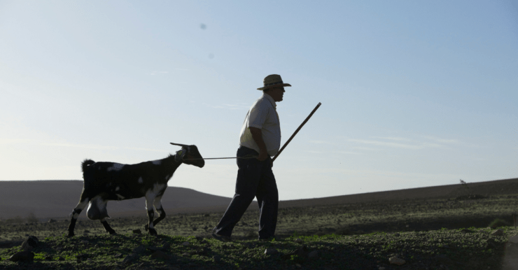 Shepherd leading goat on a rope